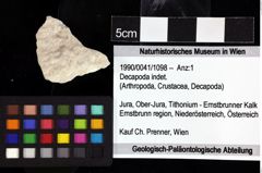 Foto (Objket + Etiketten) von Decapoda indet. 